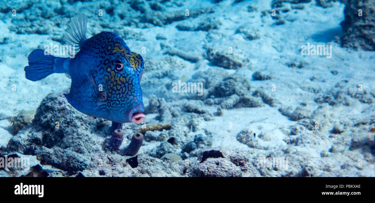 A Cowfish swimming in tropical waters of Bonaire in the