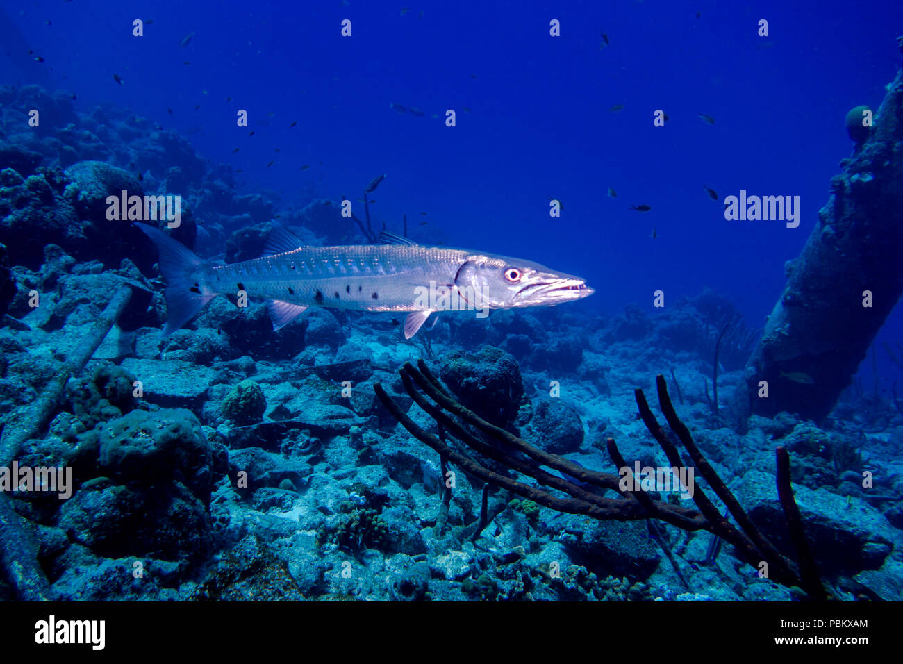 A barracuda swimming on a coral reef Stock Photo