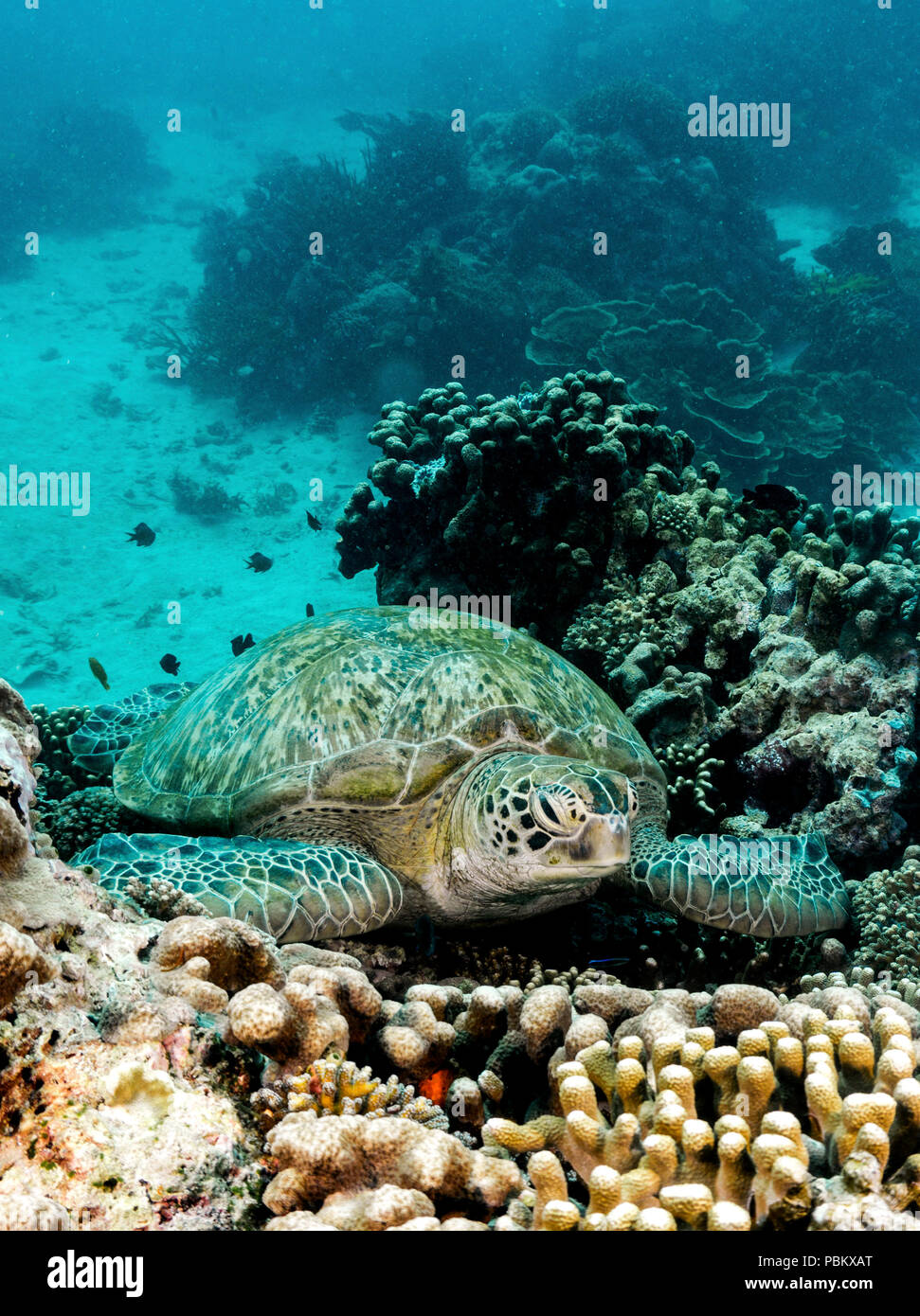A sea turtle resting on a bed of coral in Komodo national park, Indonesia Stock Photo