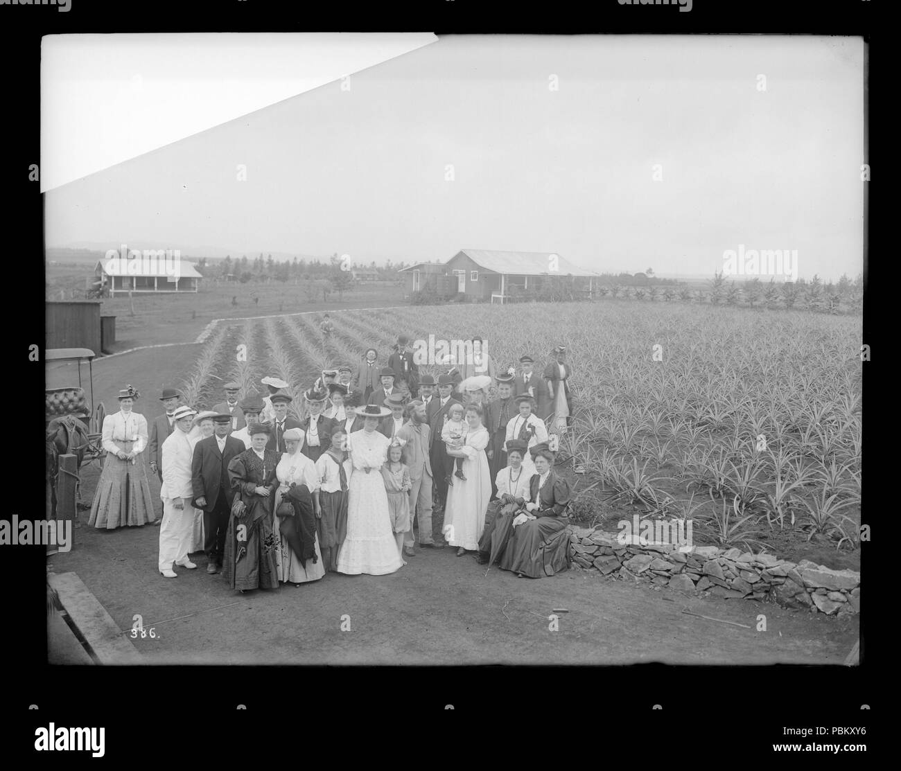 . English: Los Angeles Chamber of Commerce group of people in pineapple grove, Hawaii, 1907 Photograph of the Los Angeles Chamber of Commerce group of people standing beside a pineapple grove, Hawaii, 1907. The men wear suits while the women wear long dresses and hats. A few children can be seen in the group. The cultivated field is behind and to the group's right. A carriage and several buildings are also visible. Photoprint reads, 'Wiggins'.  Call number: CHS-386 Filename: CHS-386 Coverage date: 1907 Part of collection: California Historical Society Collection, 1860-1960 Format: glass plate  Stock Photo