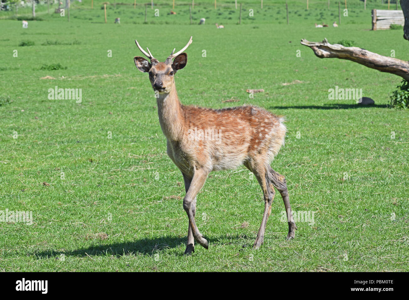 Fallow Deer, Cupar, Fife, Scotland Stock Photo