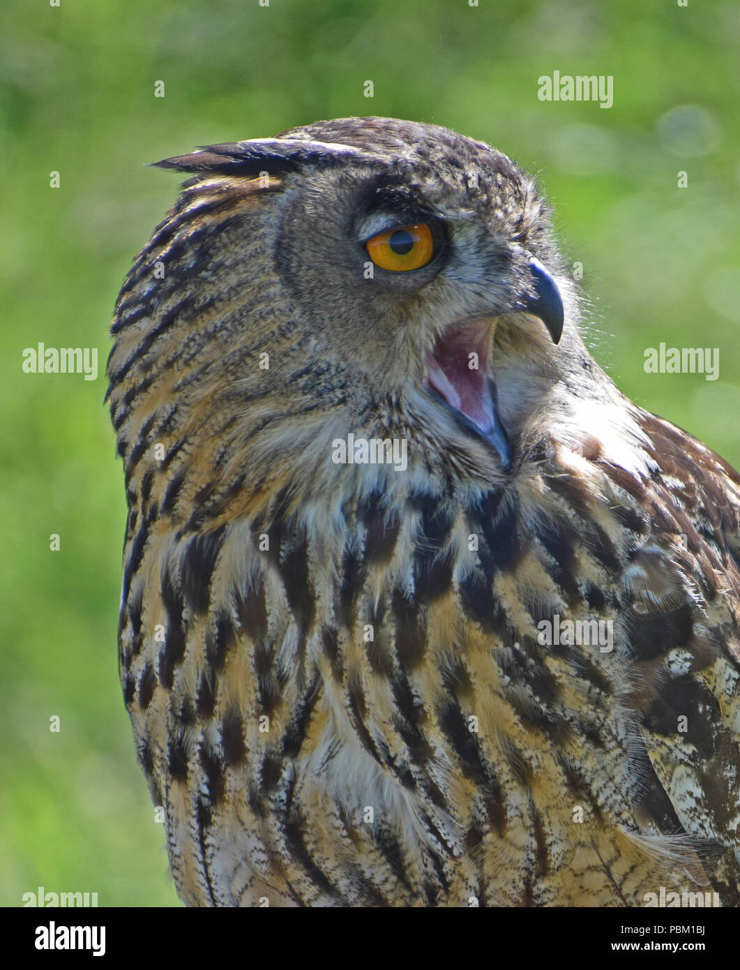 Eagle Owl, Falconry Display, Fife, Scotland Stock Photo