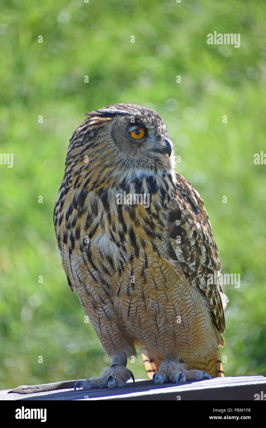 Eagle Owl, Falconry Display, Fife, Scotland Stock Photo
