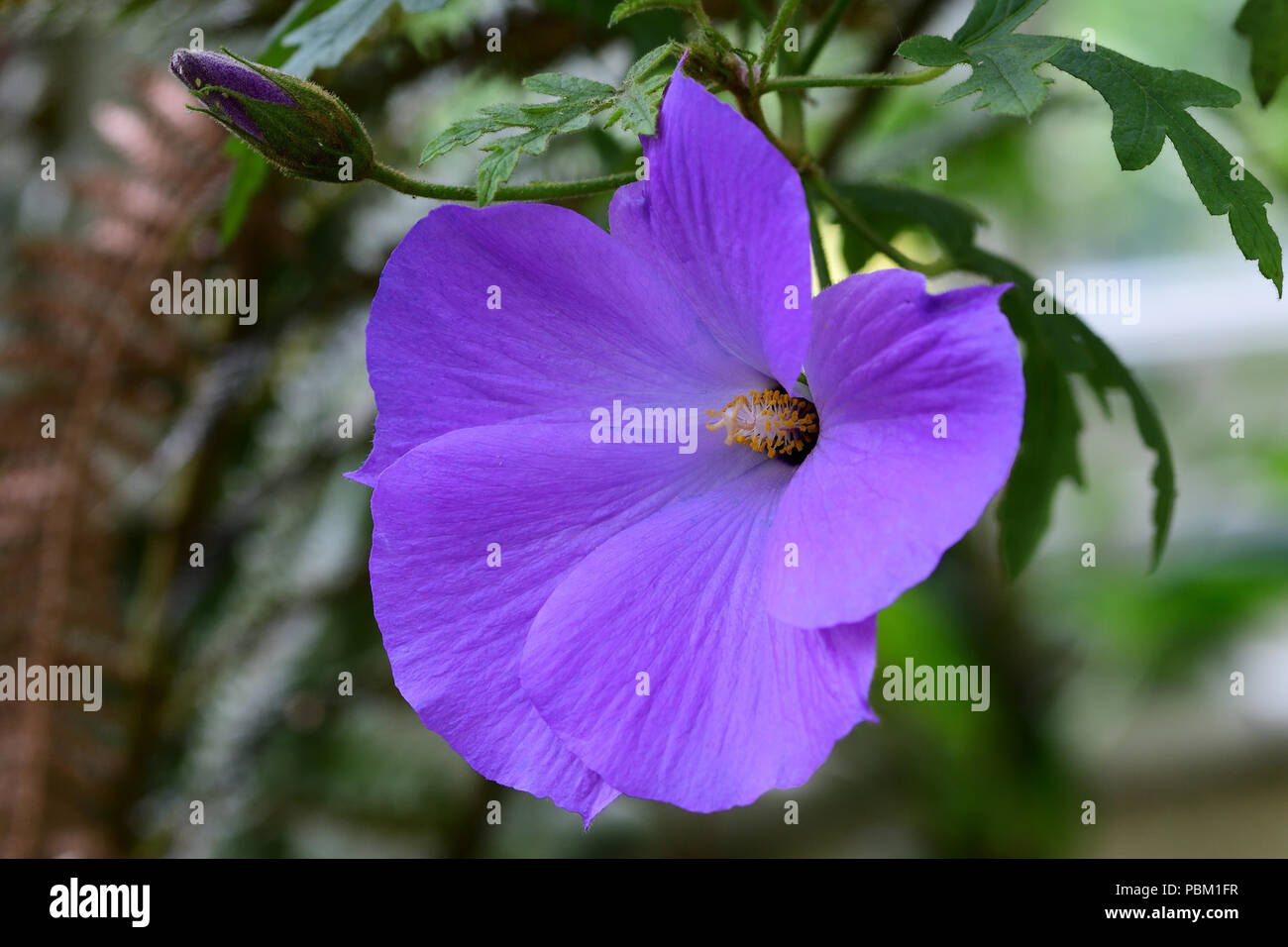 Close Up Of A Lilac Hibiscus In Bloom Stock Photo Alamy Close Up Of A Lilac Hibiscus In Bloom Stock Photo Alamy