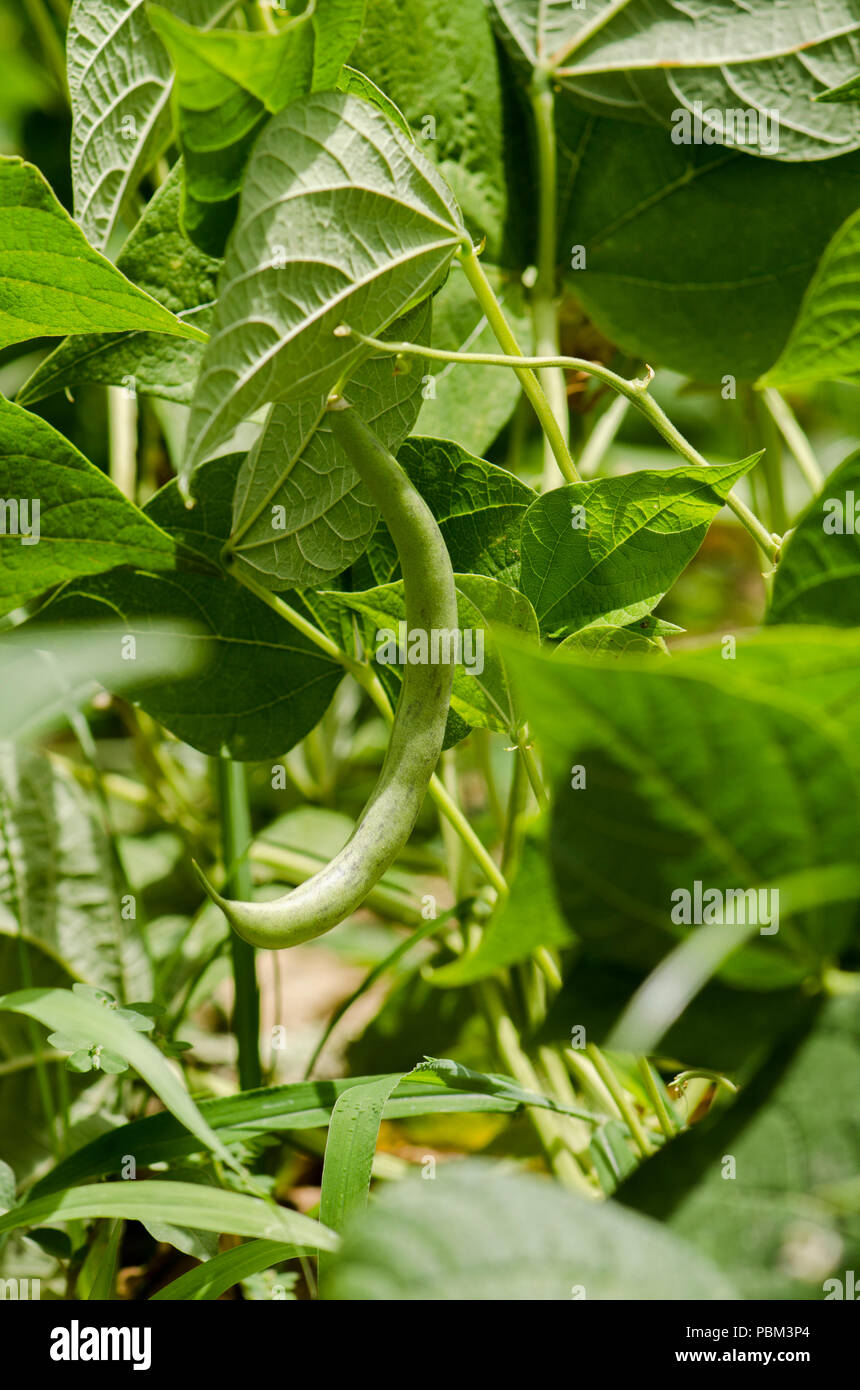 Bean plant phaseolus common bean hires stock photography and images