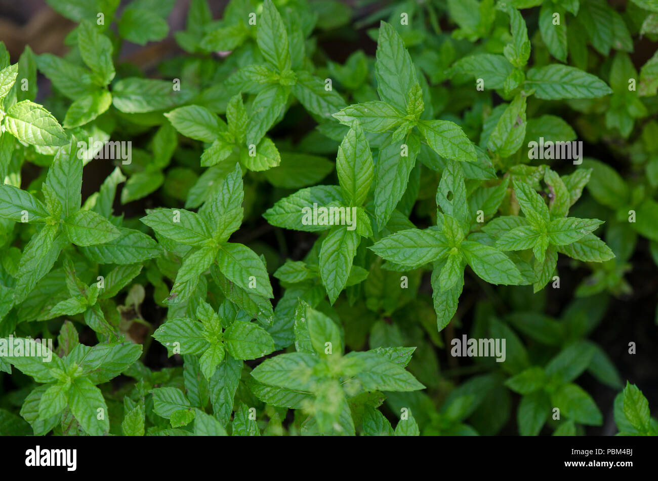 Moroccan mint growing in herb garden. Spain. Stock Photo