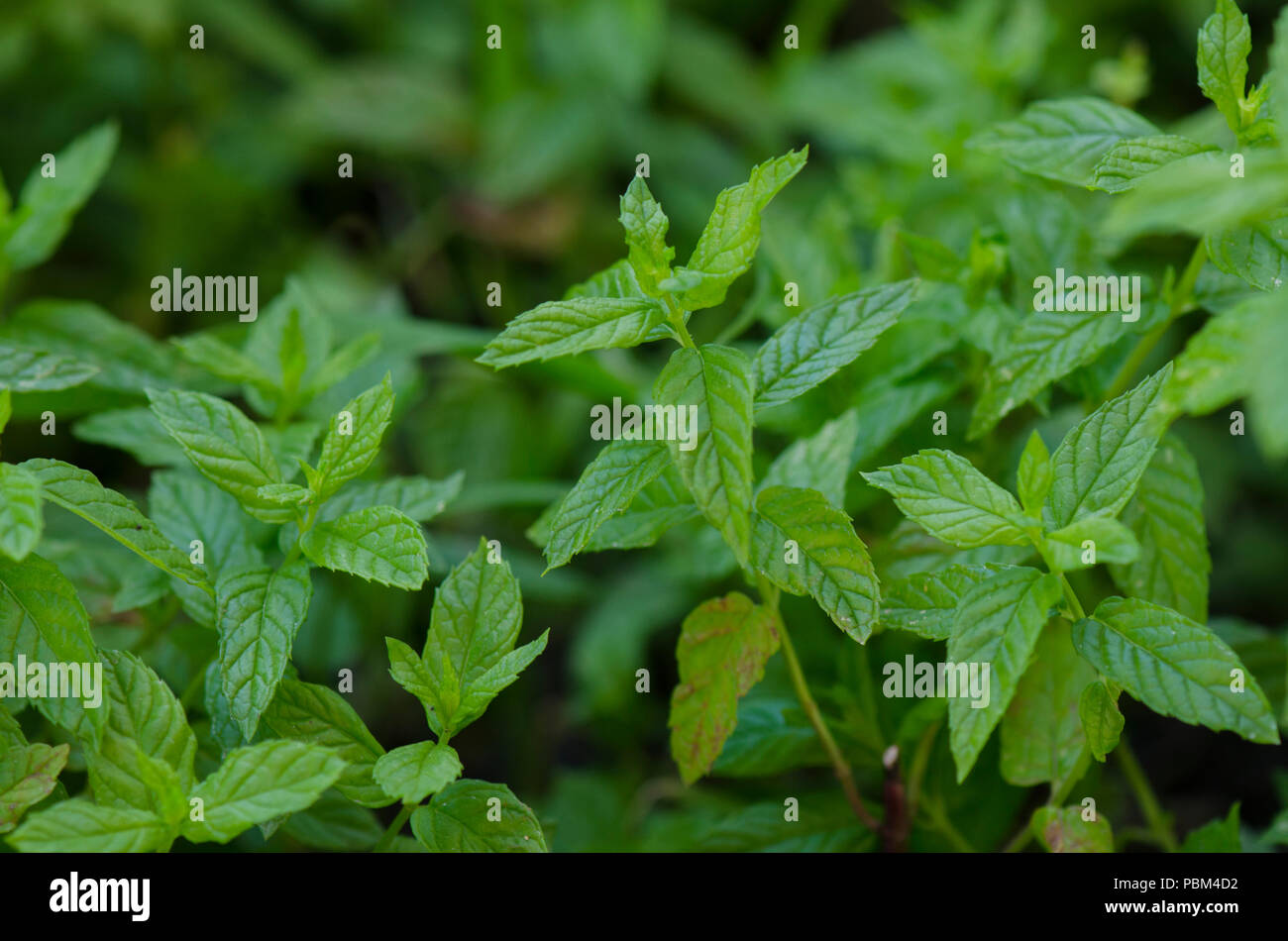 Moroccan mint growing in herb garden. Spain Stock Photo Alamy