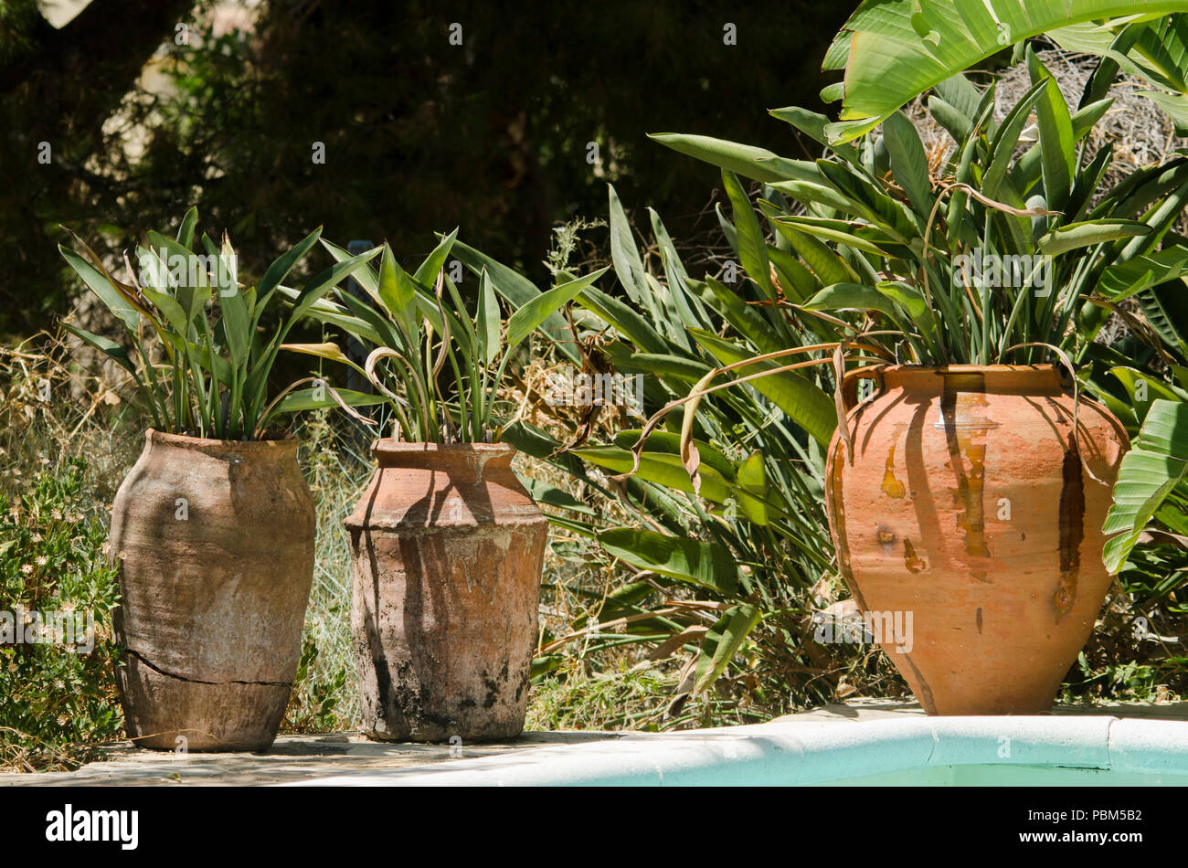 Mediterranean terracotta plant pots with Strelitzia, Bird of Paradise plants in garden next to pool, Spain. Stock Photo