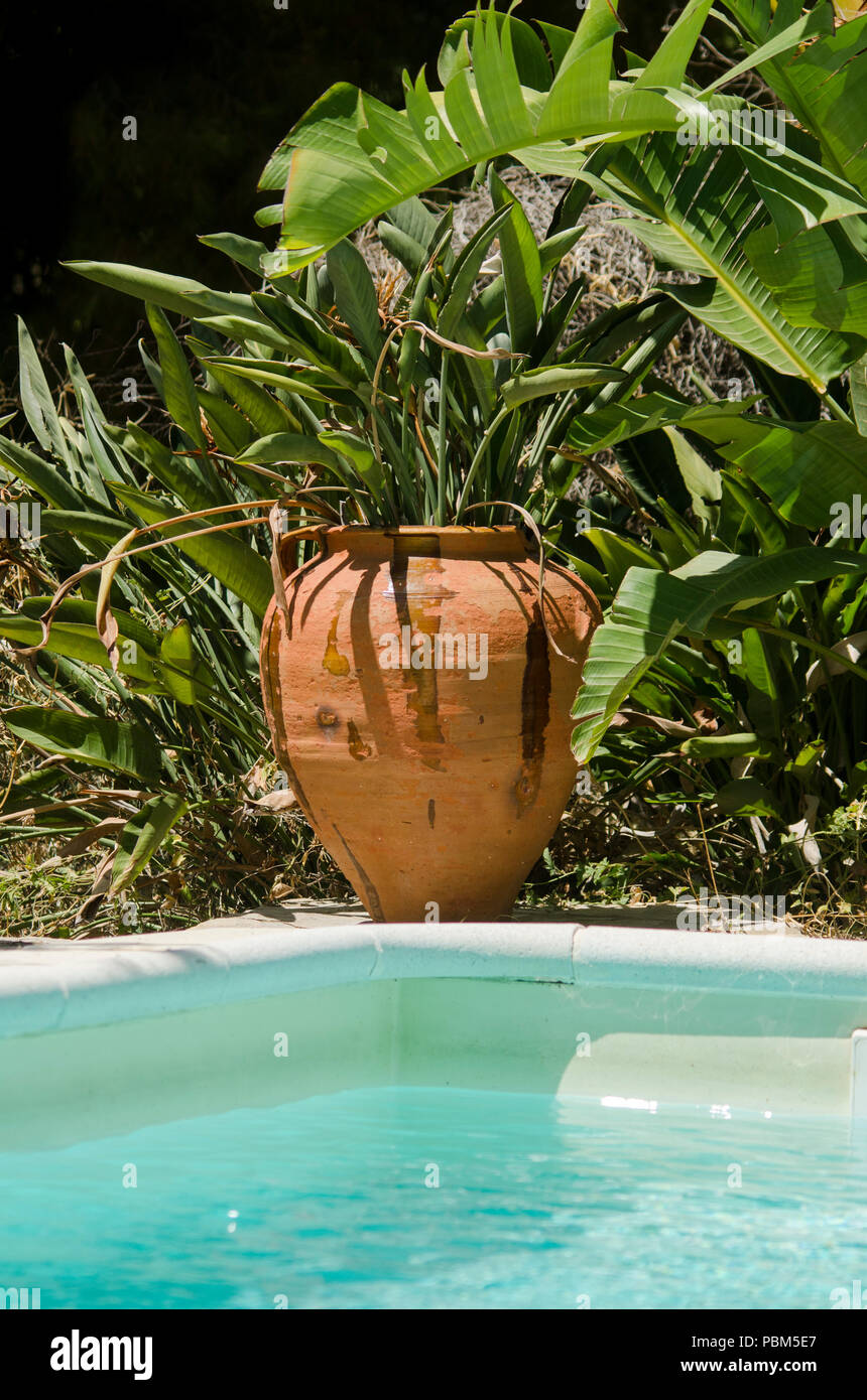 Mediterranean terracotta plant pot with Strelitzia, Bird of Paradise plants in garden next to pool, Spain. Stock Photo