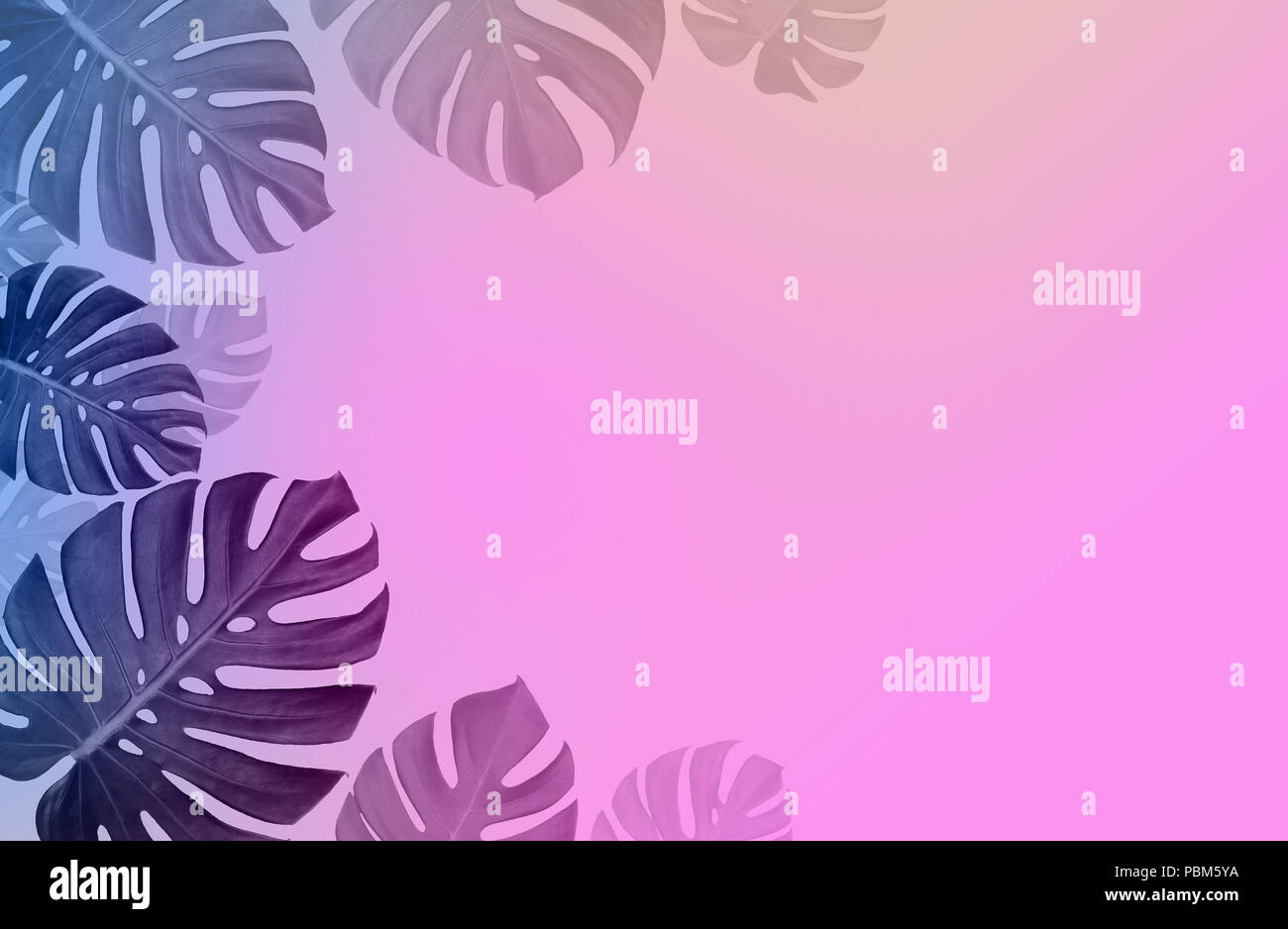 Concept art Minimal background design Leaves monster Pink blue Tropical and leaves in vibrant bold gradient holographic neon colors Stock Photo