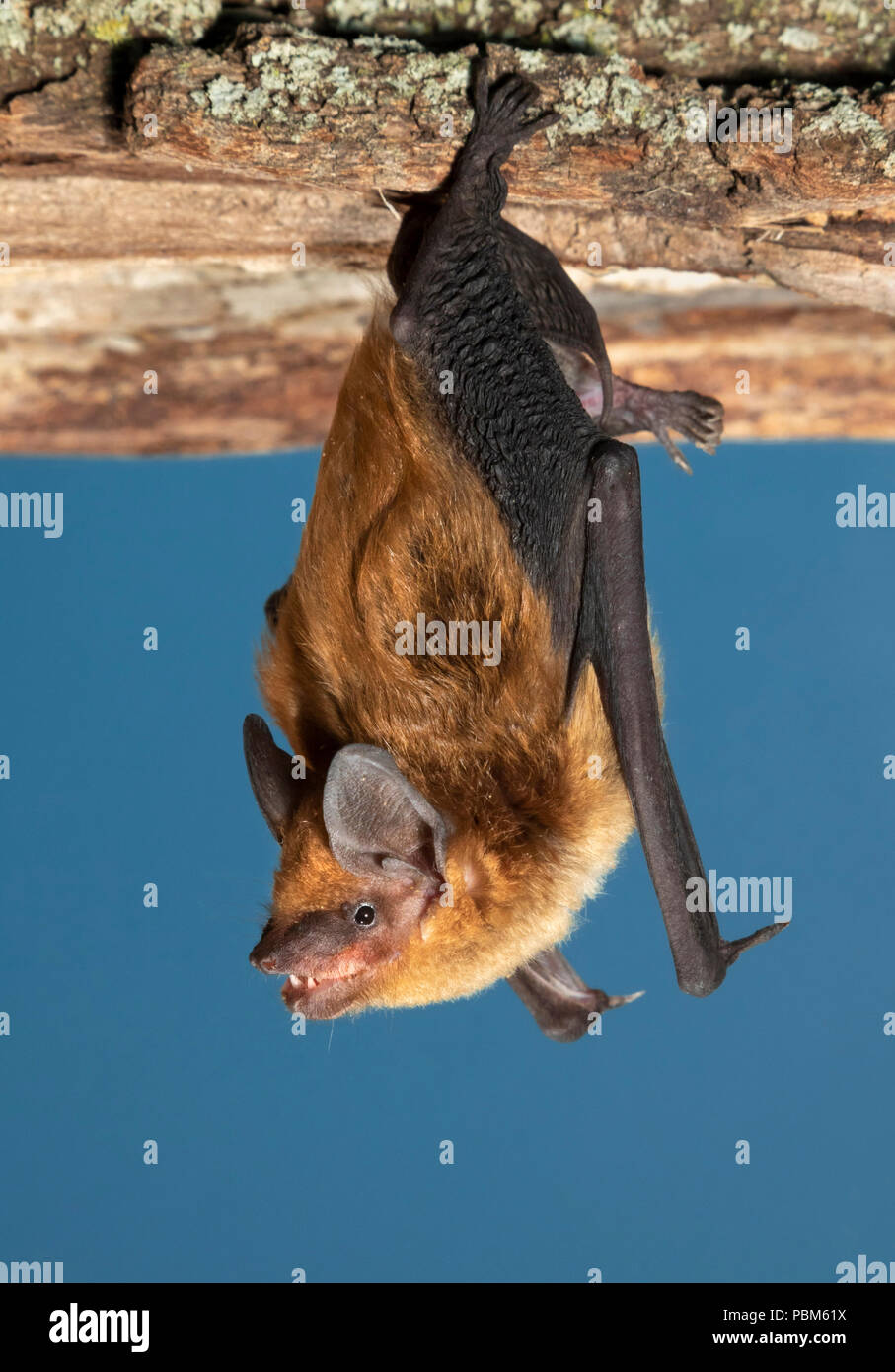 Bat hanging upside down hires stock photography and images Alamy
