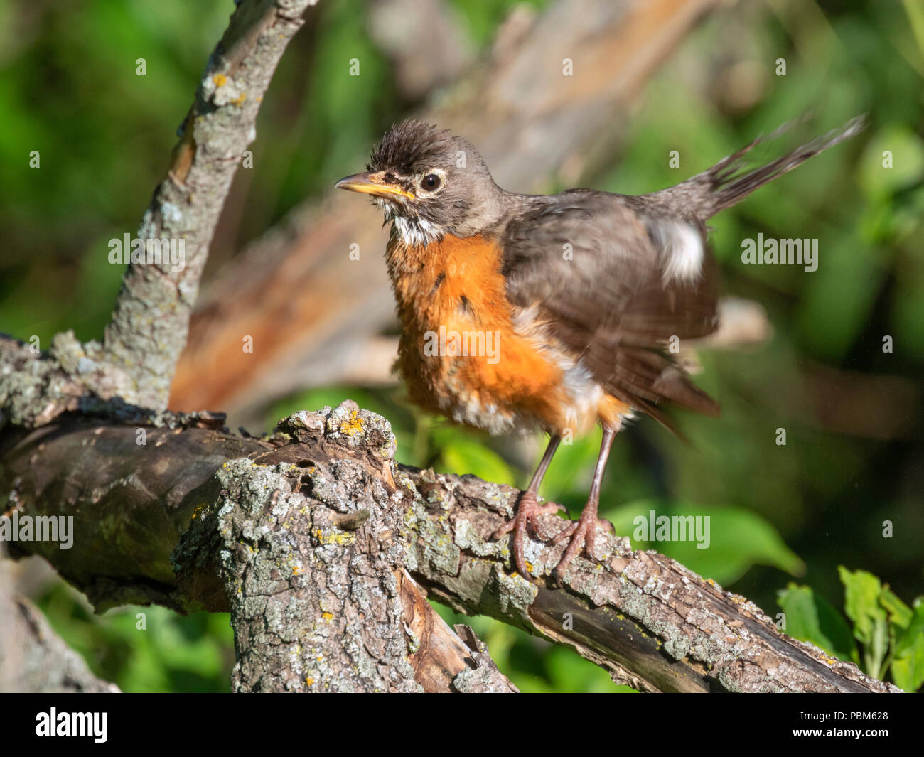 American robin (Turdus migratorius) shaking feathers after bathing, Iowa, USA Stock Photo