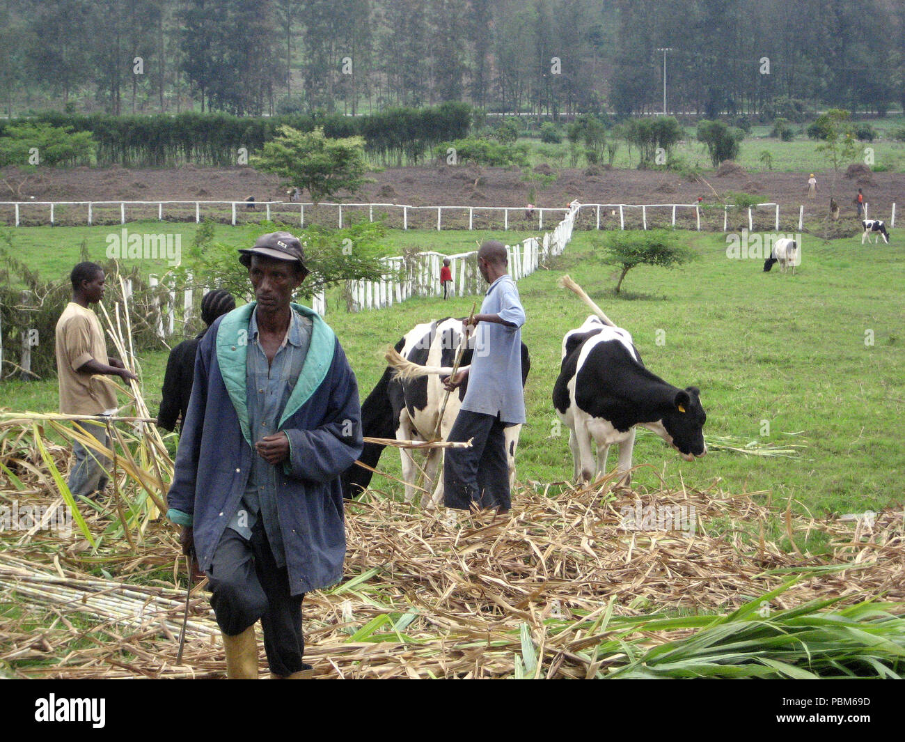 2009 - Rwanda Dairy Farmers and Holstein Cows in a field Stock Photo