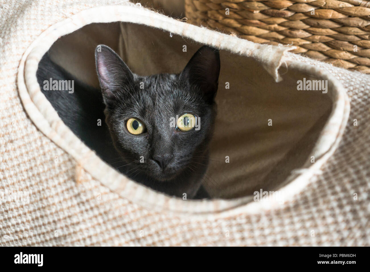 Domestic black cat playing in her play cat tunnel. Stock Photo