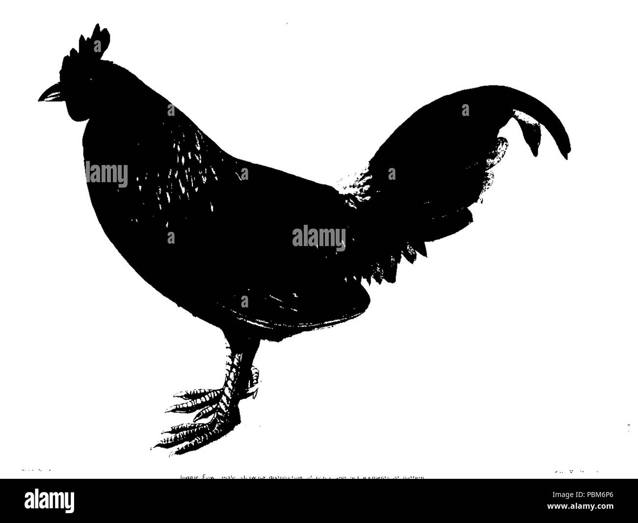 Genetic inheritance patterns Cut Out Stock Images & Pictures - Alamy