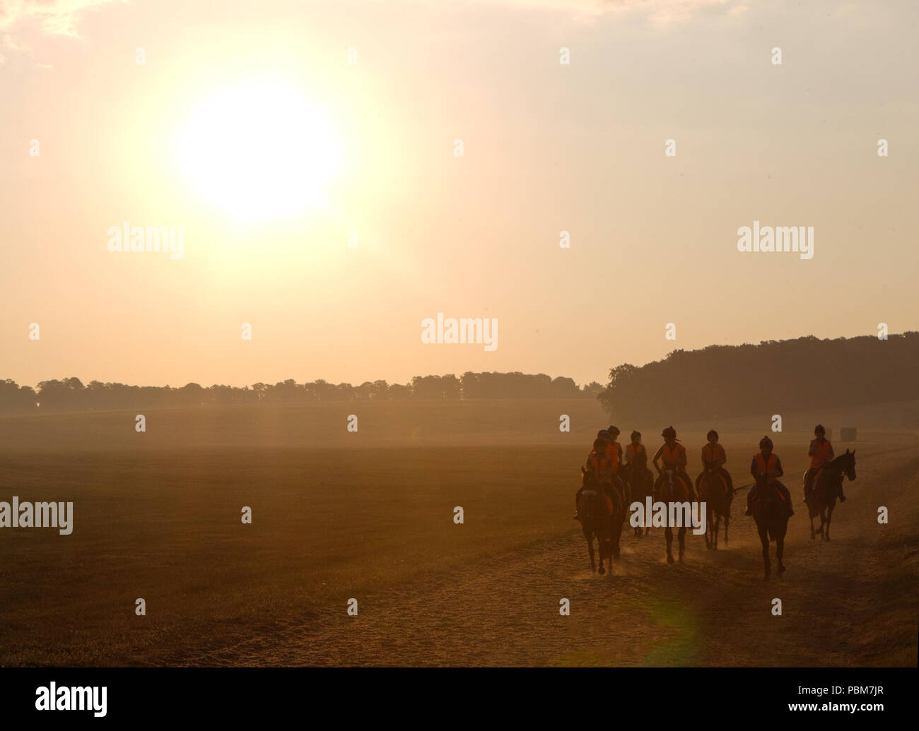 Race horses on the gallops at Newmarket, Suffolk at sunrise Stock Photo