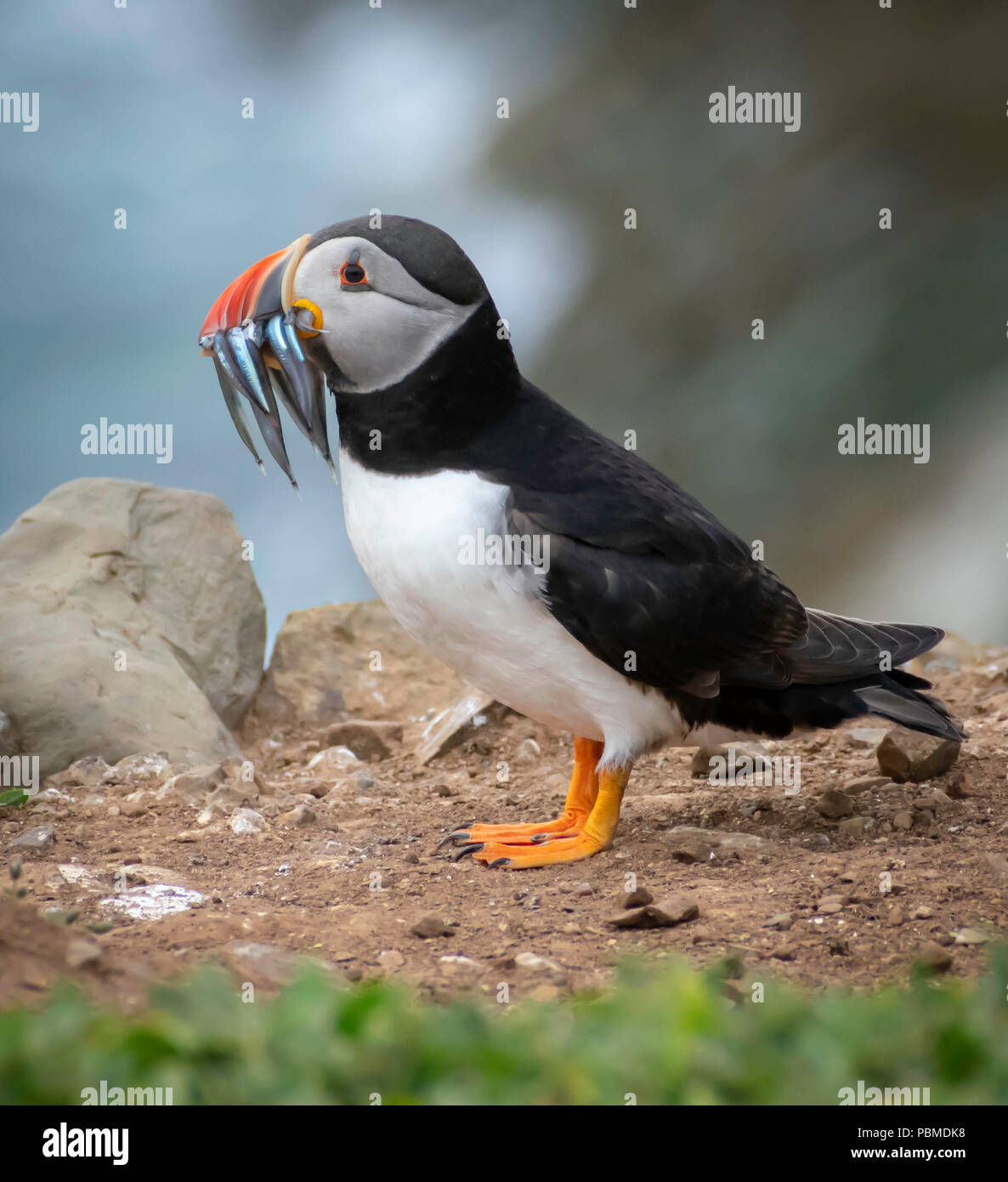 Puffin on cliff top with fish in beak Stock Photo