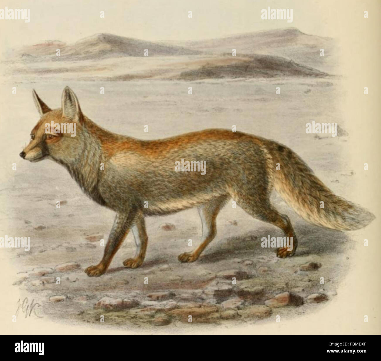 White footed hi-res stock photography and images - Alamy