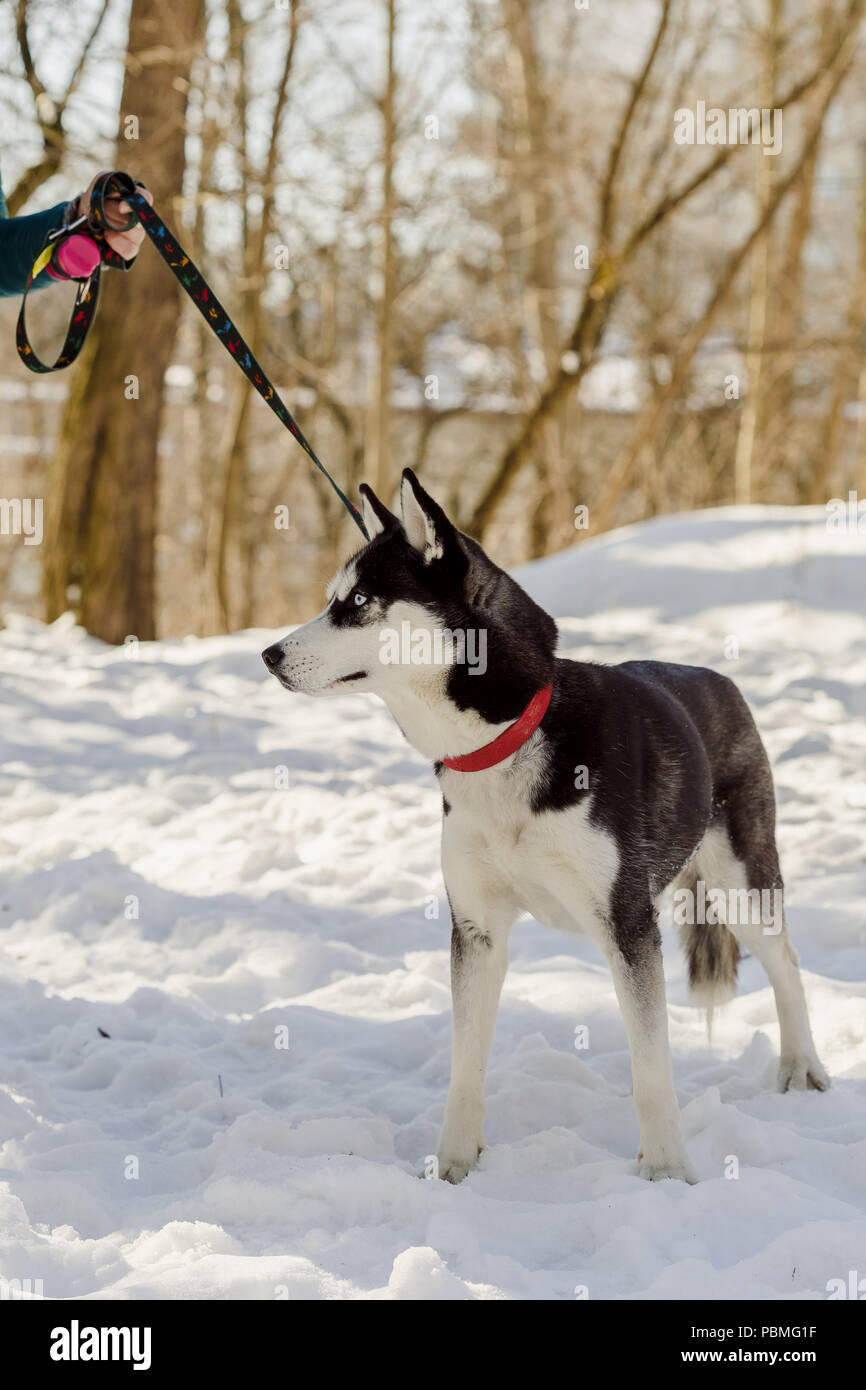 Closeup portrait of Siberian husky dog, female hand holding her pet on