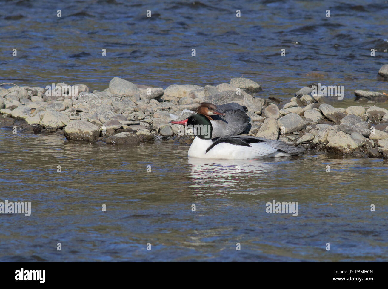 Common Merganser May 20th, 2014 South of Anchorage, Alaska Canon 70D, 400 5.6L Stock Photo