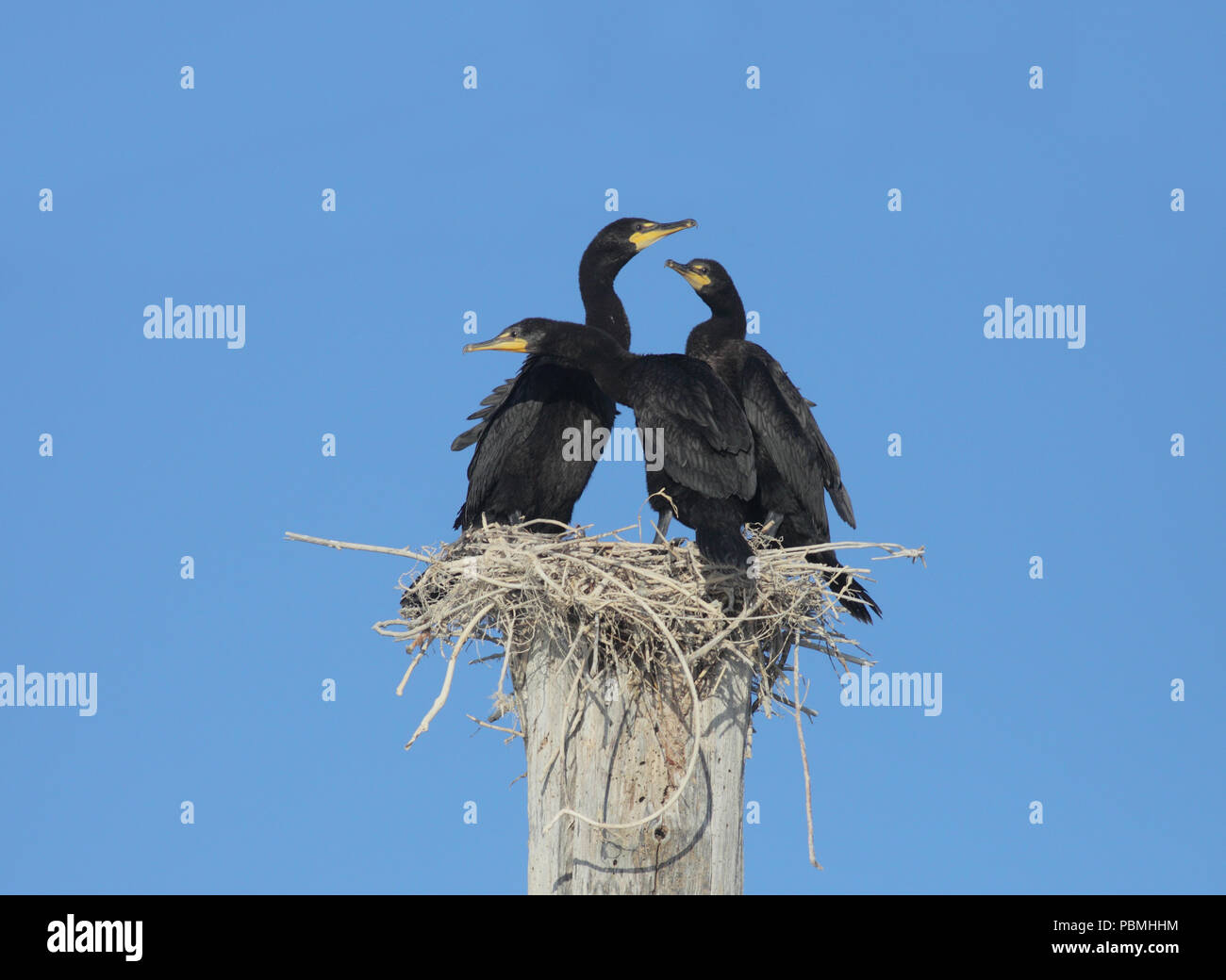 Young cormorant hires stock photography and images Alamy