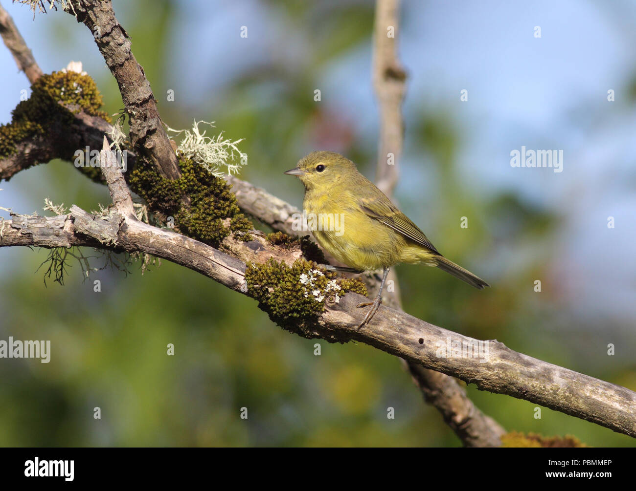 Orange-crowned Warbler June 26th, 2011 Ecola State Park, Oregon Stock Photo