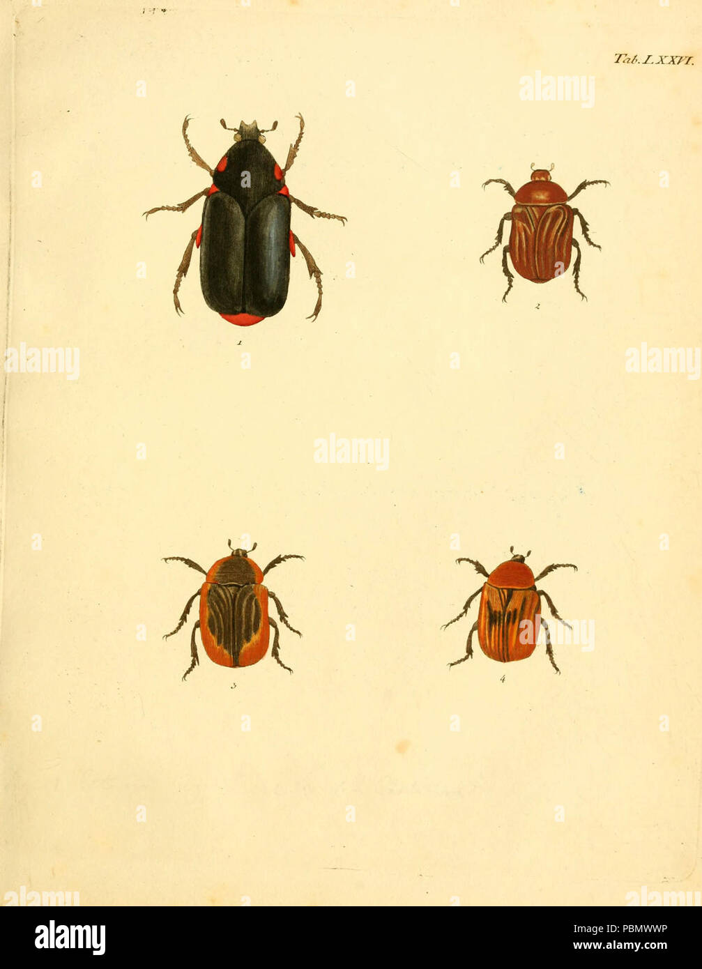 Abbildungen zu Karl Illiger's Uebersetzung von Olivier's Entomologie, oder, Naturgeschichte der Insecten (Tab. LXXVI) Stock Photo
