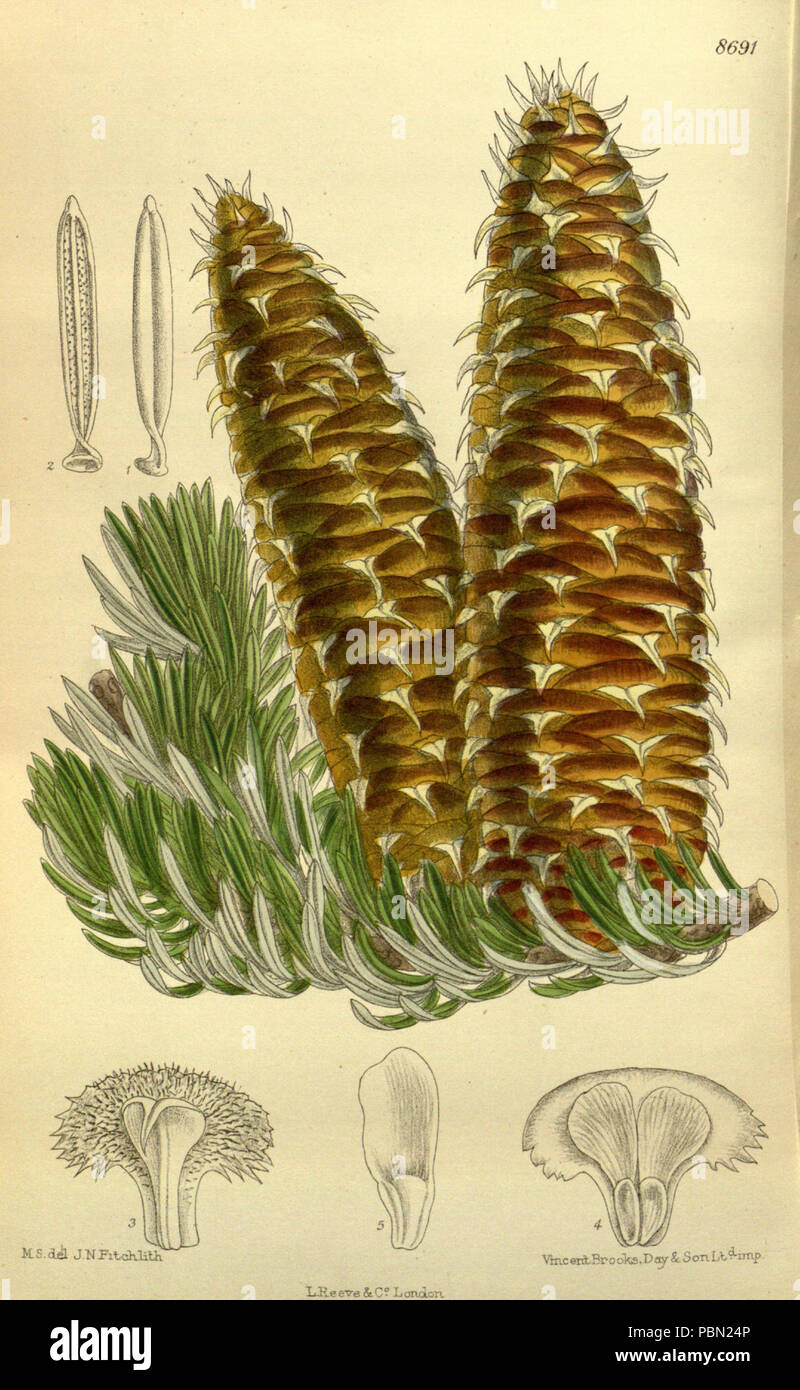Abies cephalonica 142-8691. Stock Photo