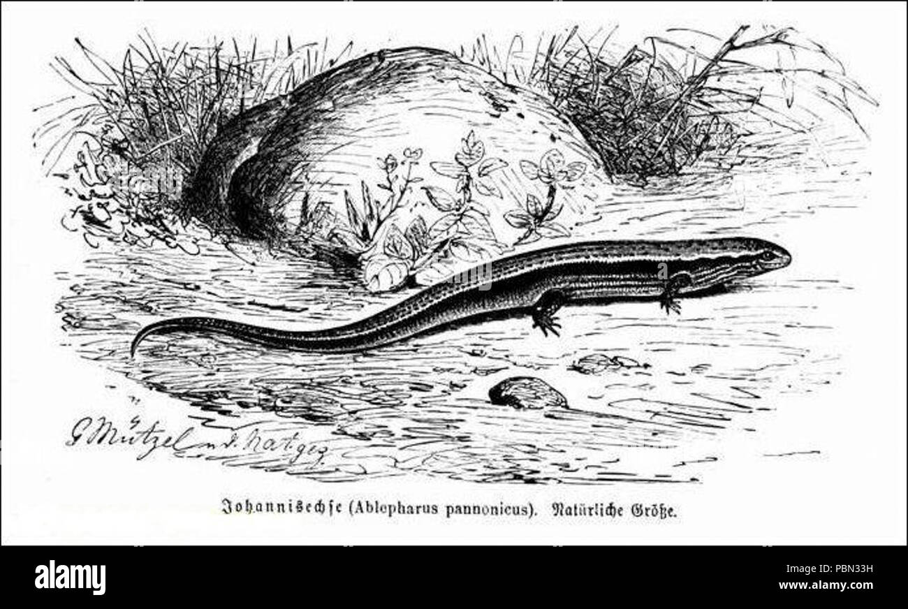 Ablepharus hires stock photography and images Alamy