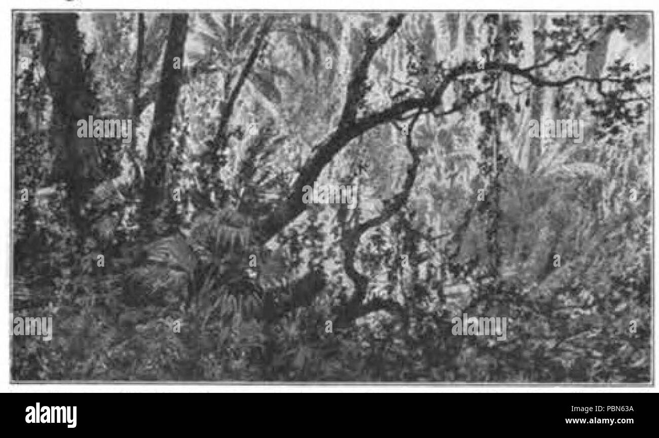 1007 Maury Geography 084B Selvas Stock Photo