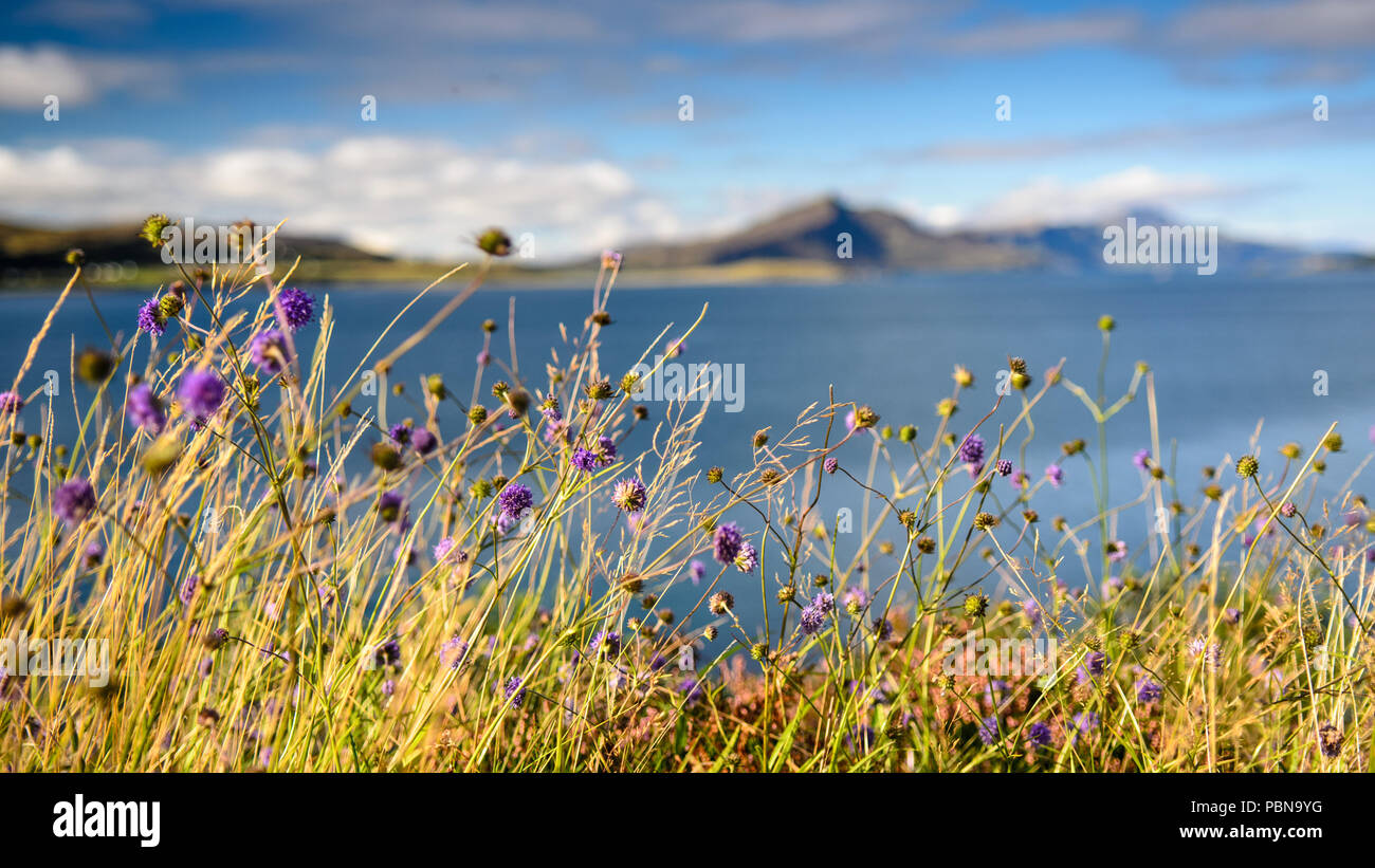 Highland Meadow Wildflowers High Resolution Stock Photography and ...