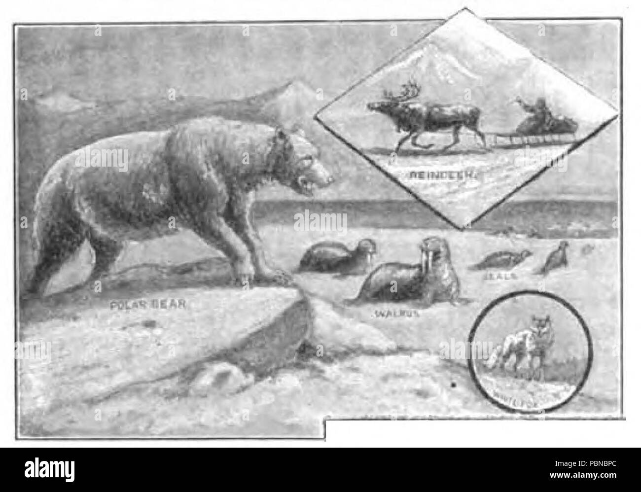 Arctic antarctic animals in Black and White Stock Photos & Images - Alamy