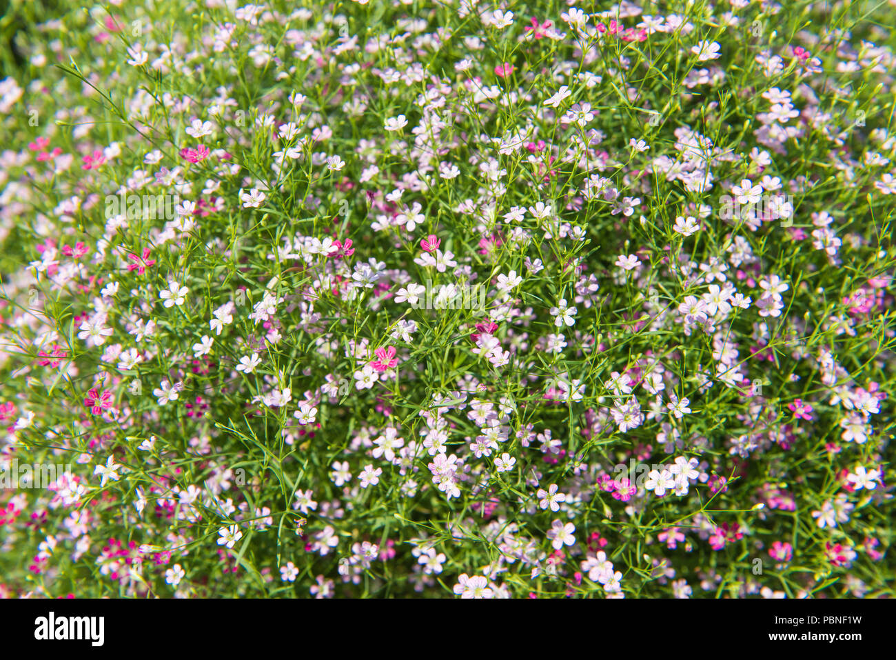 Beautiful Gypsophila flower, babysbreath gypsophila (Gypsophila paniculata L.) blooming in the