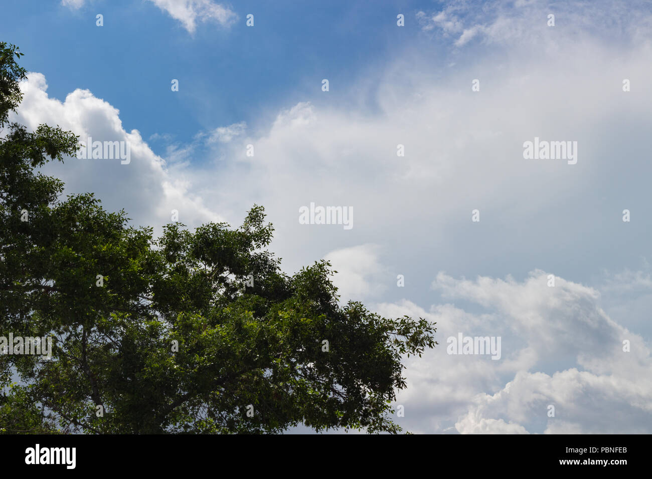 Wispy clouds with trees in the foreground. Stock Photo