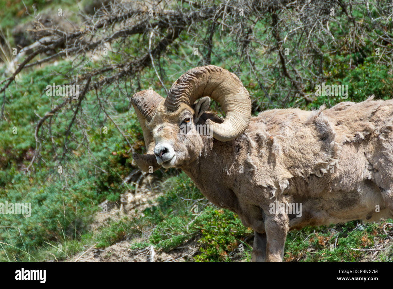 Bighorn Sheep Ram in Jasper National Park, Alberta, Canada Stock Photo ...