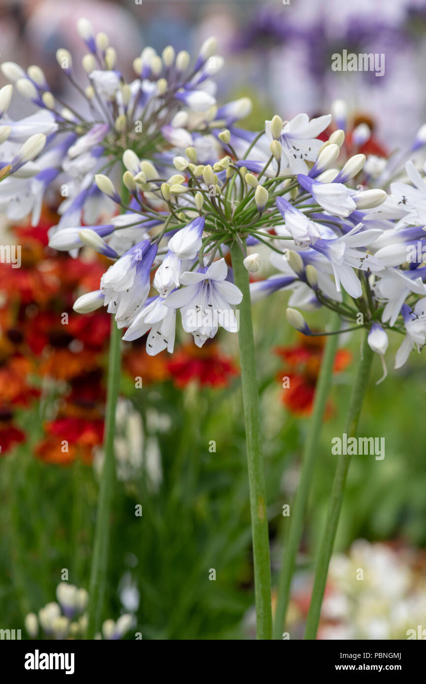 Agapanthus  africanus ’Twister’.  African Blue lily flowers at RHS Tatton park flower show 2018, Cheshire. UK Stock Photo