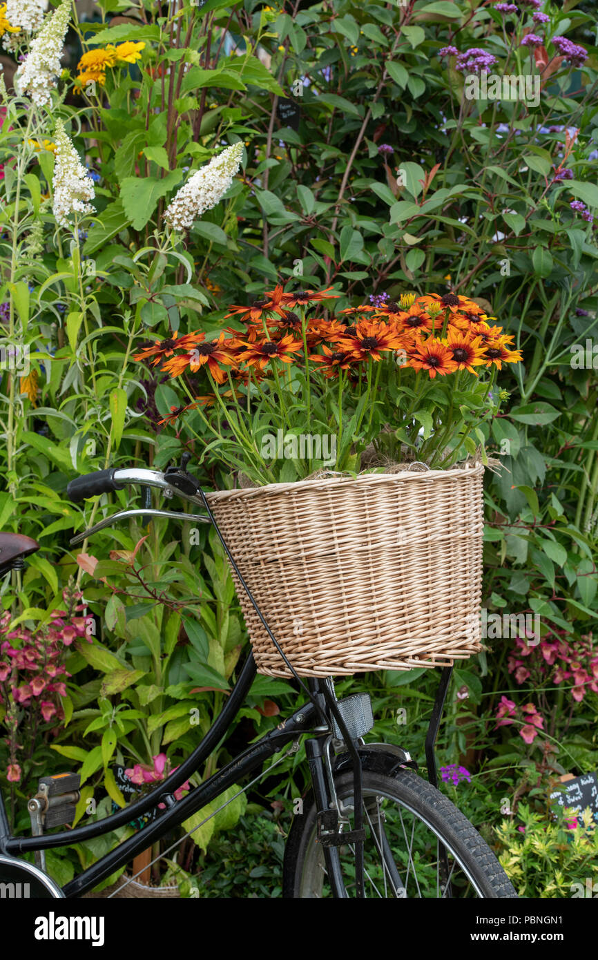 Rudbeckia ‘Summerina orange’ coneflowers in a bicycle wicker basket on a nursery display garden at RHS Tatton park flower show 2018. Cheshire. UK Stock Photo