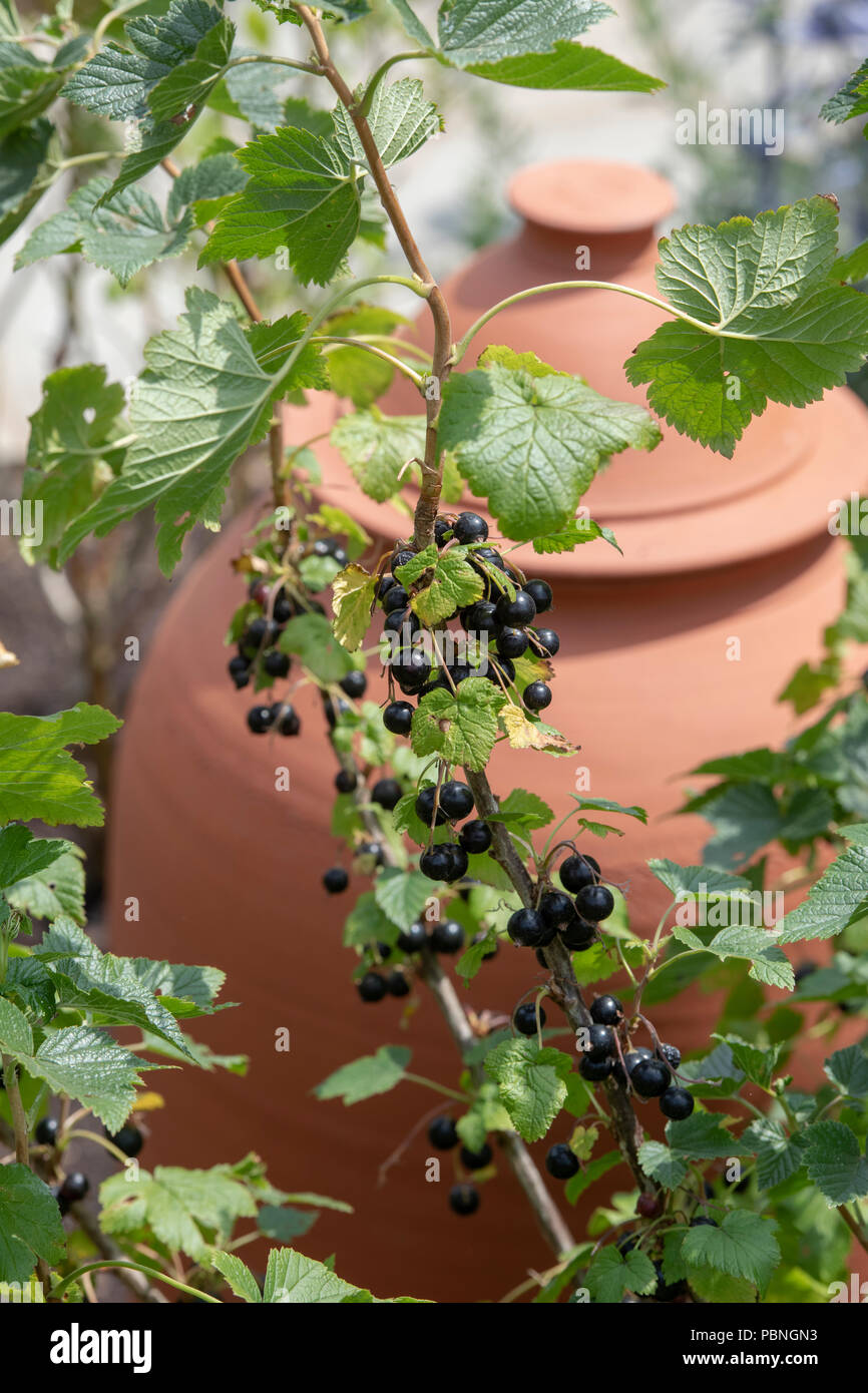 Ribes nigrum. Blackcurrant fruit on a bush. England Stock Photo