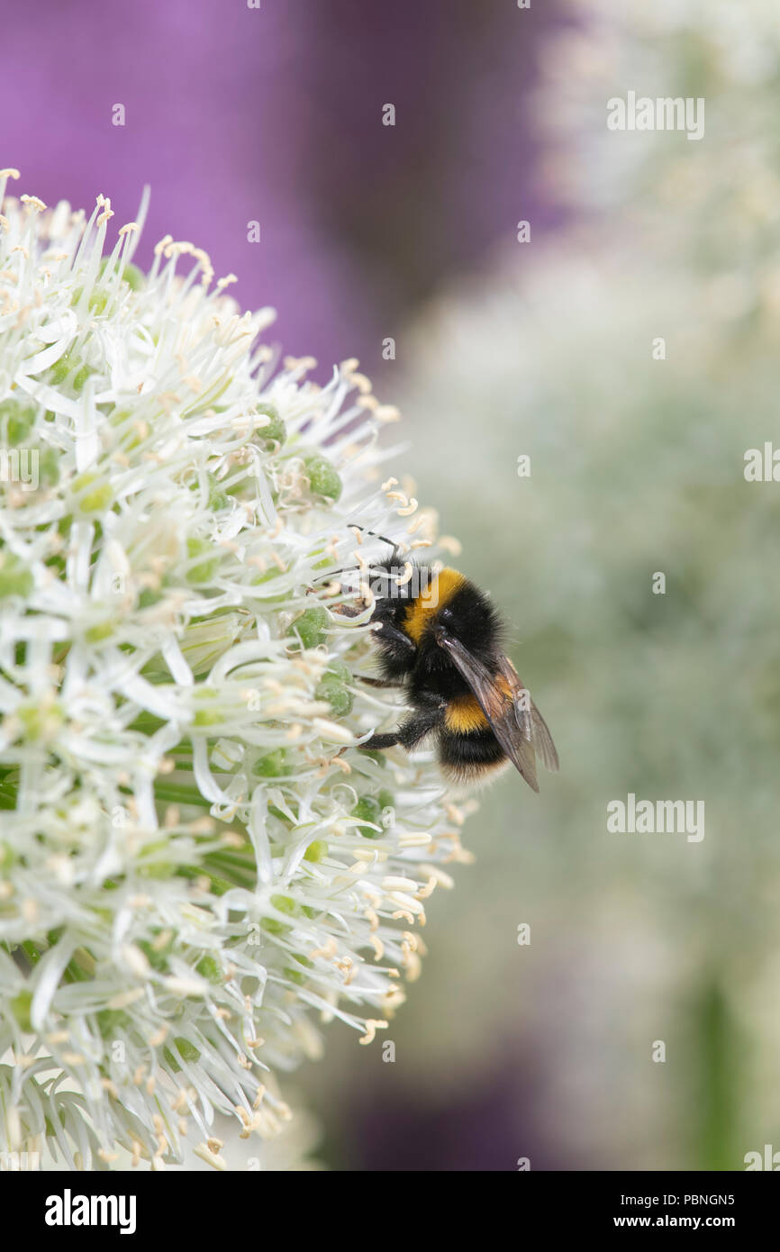 Bombus lucorum. White-tailed bumblebee feeding on Allium ‘Mount everest’ flower Stock Photo