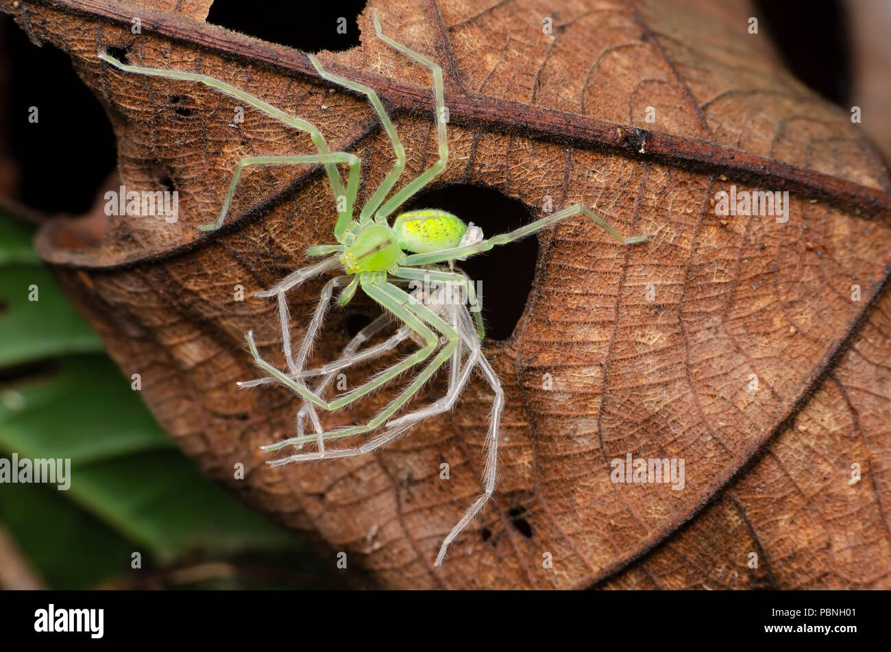 green spider molting Stock Photo Alamy