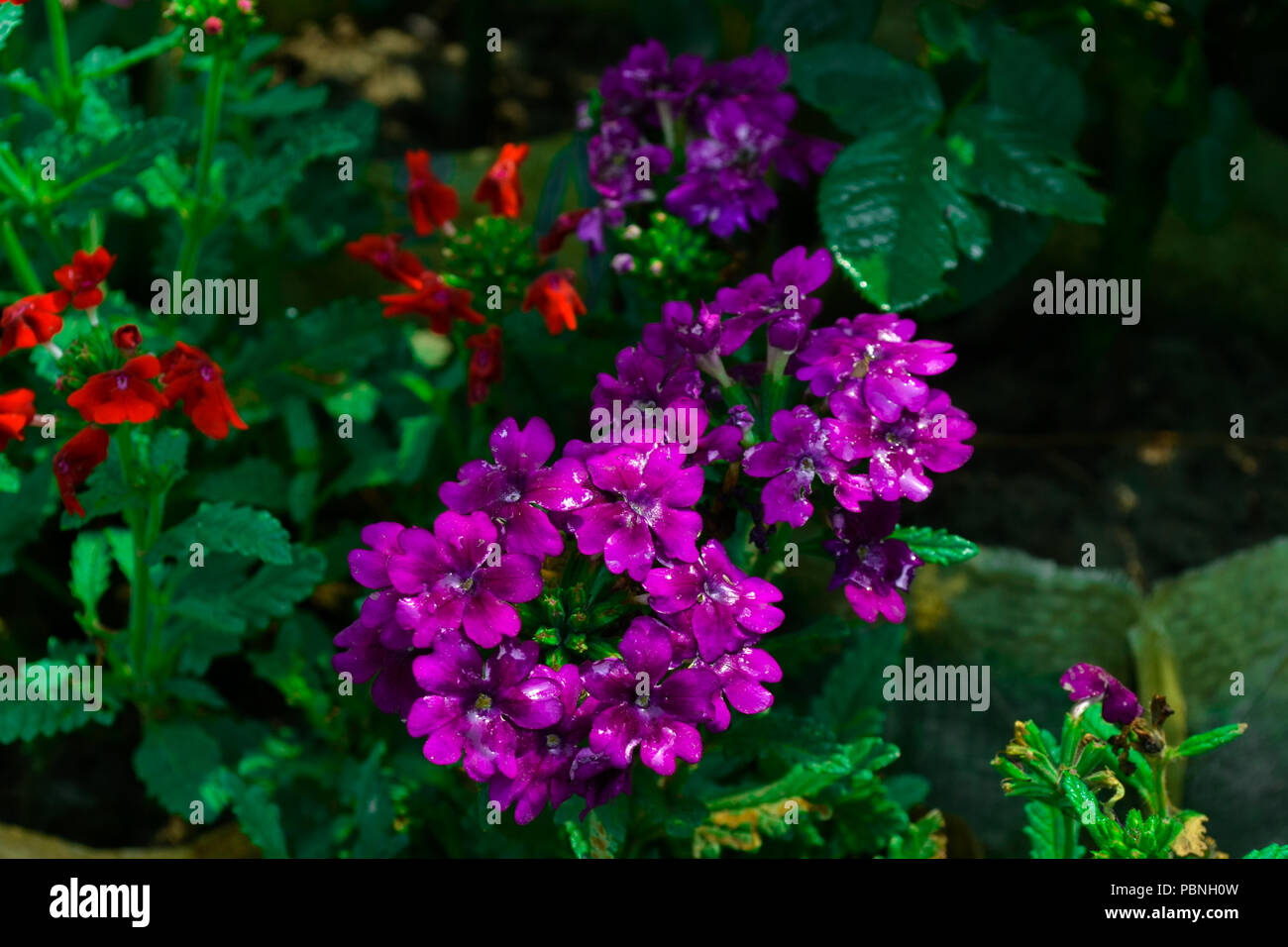 Beautiful dark purple flowers bloomed in the spring in a garden along