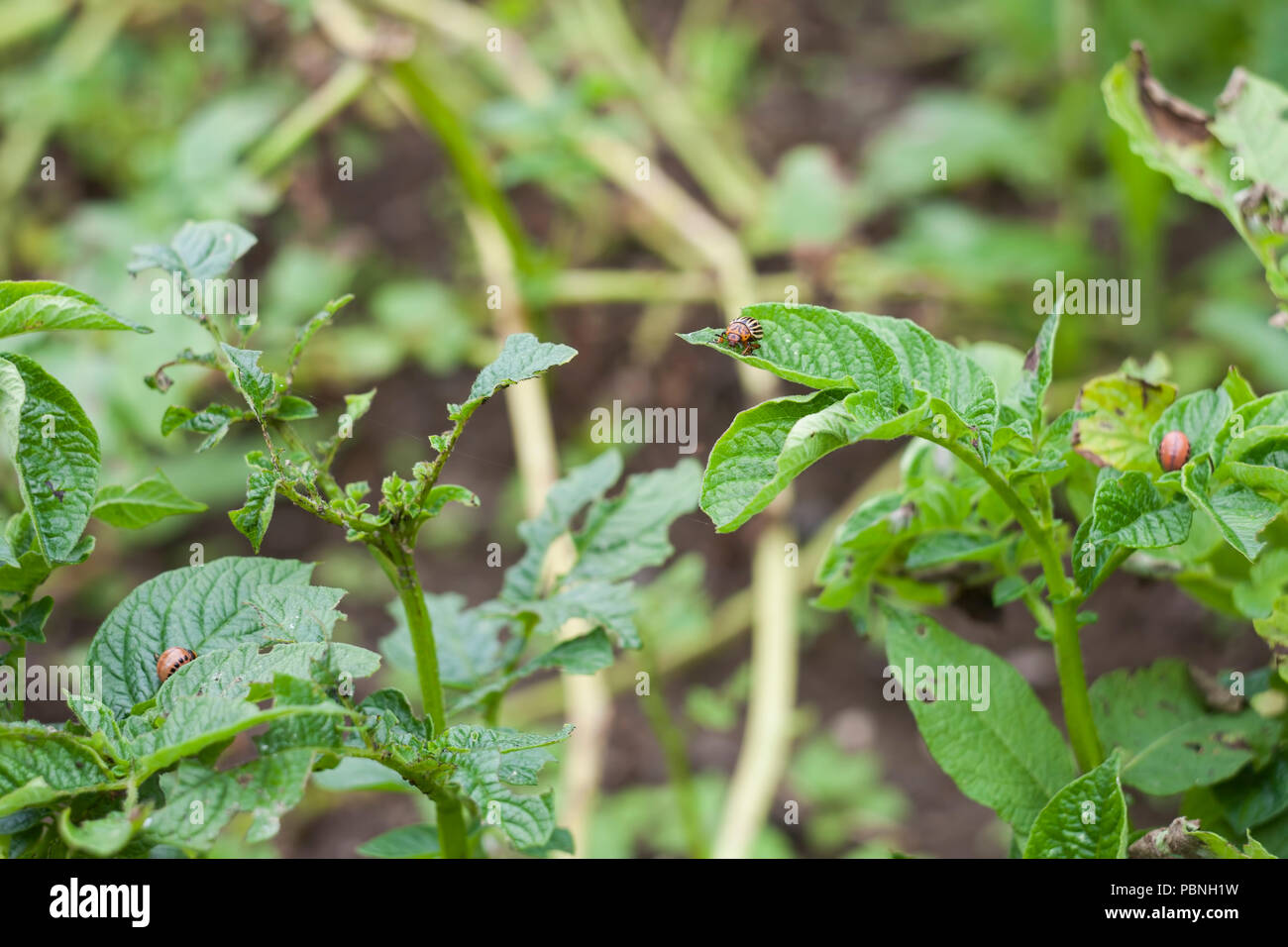 potato bug eating the plant Stock Photo