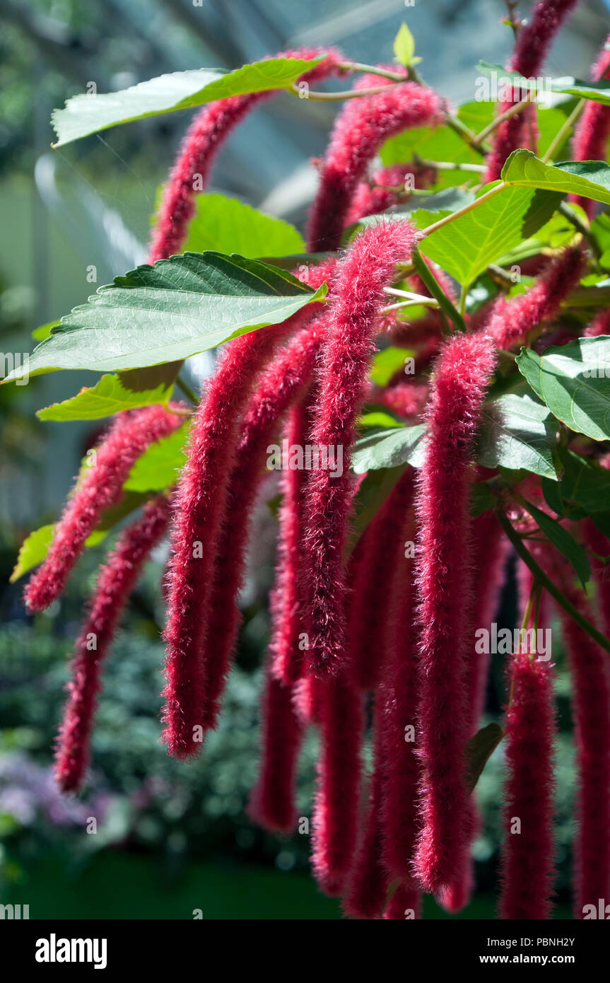 Sydney Australia, long red flower stems of Acalypha Hispida or fox tail plant Stock Photo