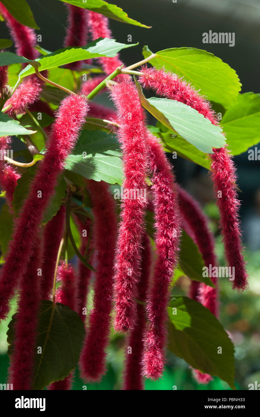 Sydney Australia, long red flower stems of Acalypha Hispida or fox tail plant Stock Photo