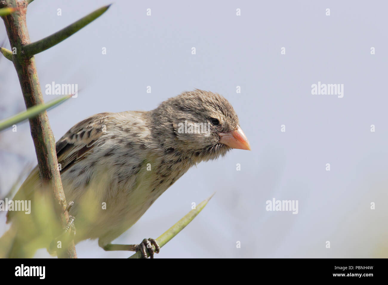 Small ground finch (Geospiza fuliginosa) female on branch, Urvina Bay, Isabela, Galapagos Islands, Ecuador Stock Photo