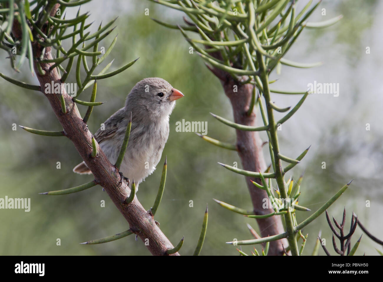 Small ground finch (Geospiza fuliginosa) female on branch, Urvina Bay, Isabela, Galapagos Islands, Ecuador Stock Photo