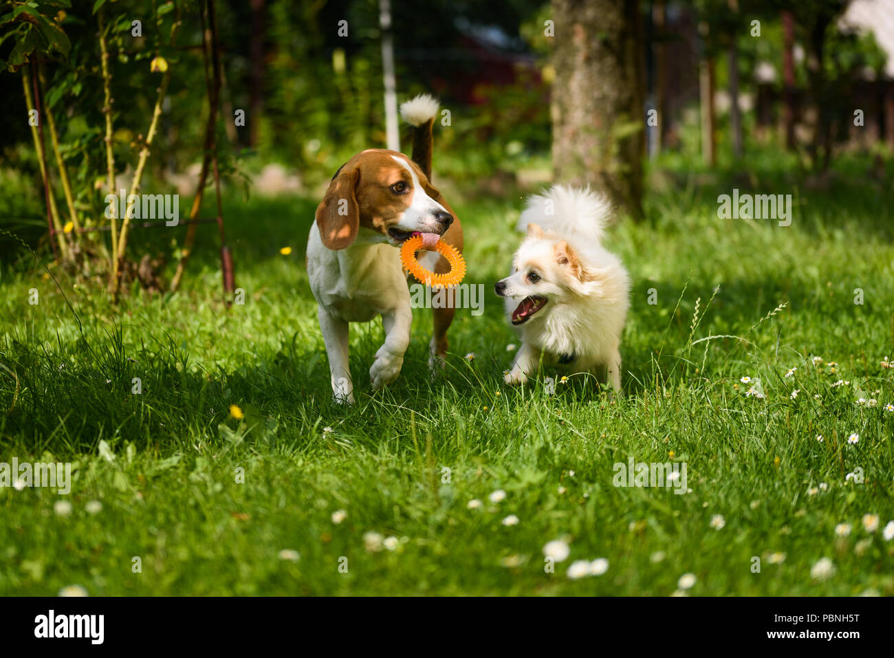 Beagle and german spitz klein playing together with toy and running in ...