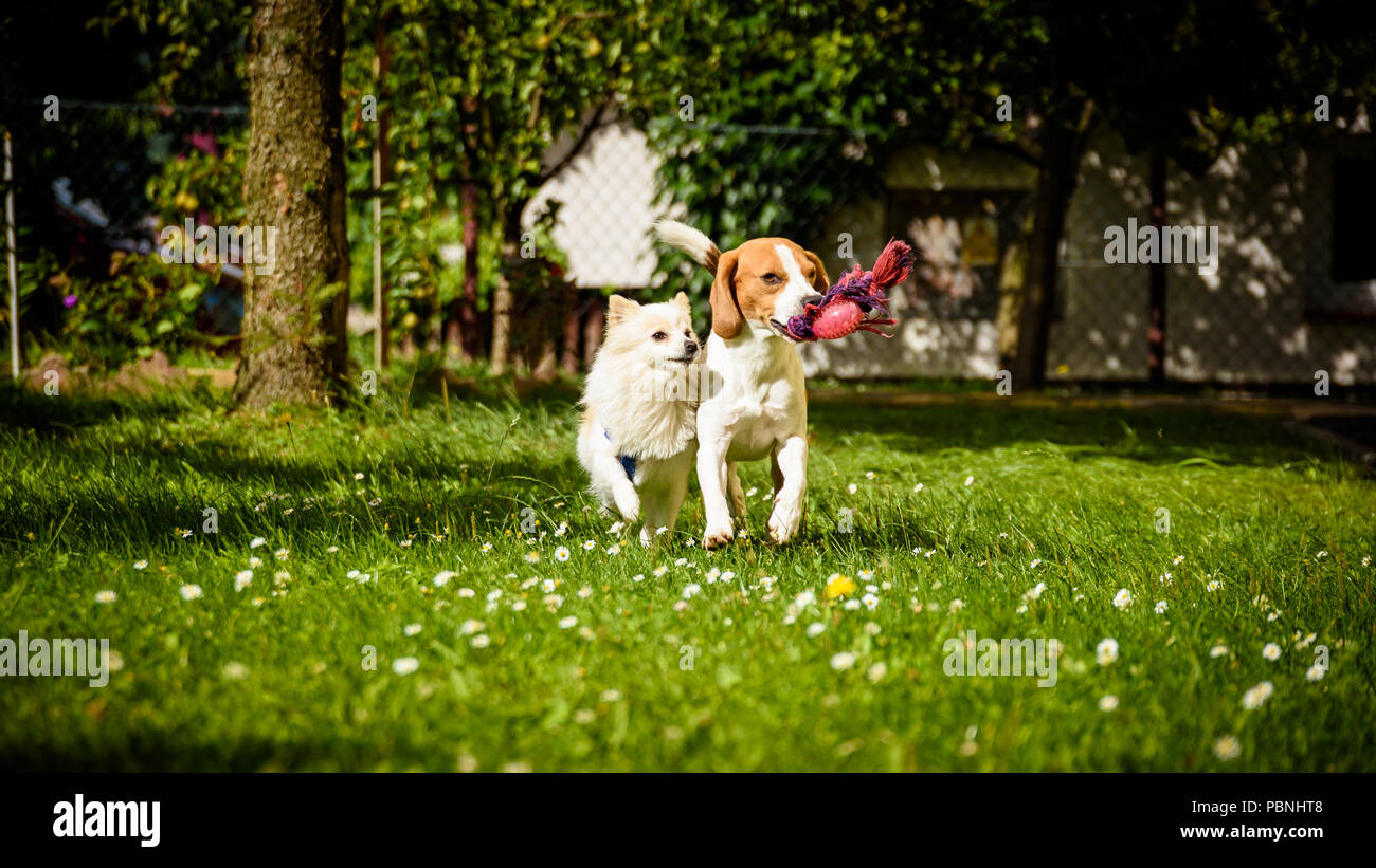 Exited dogs hi-res stock photography and images - Alamy