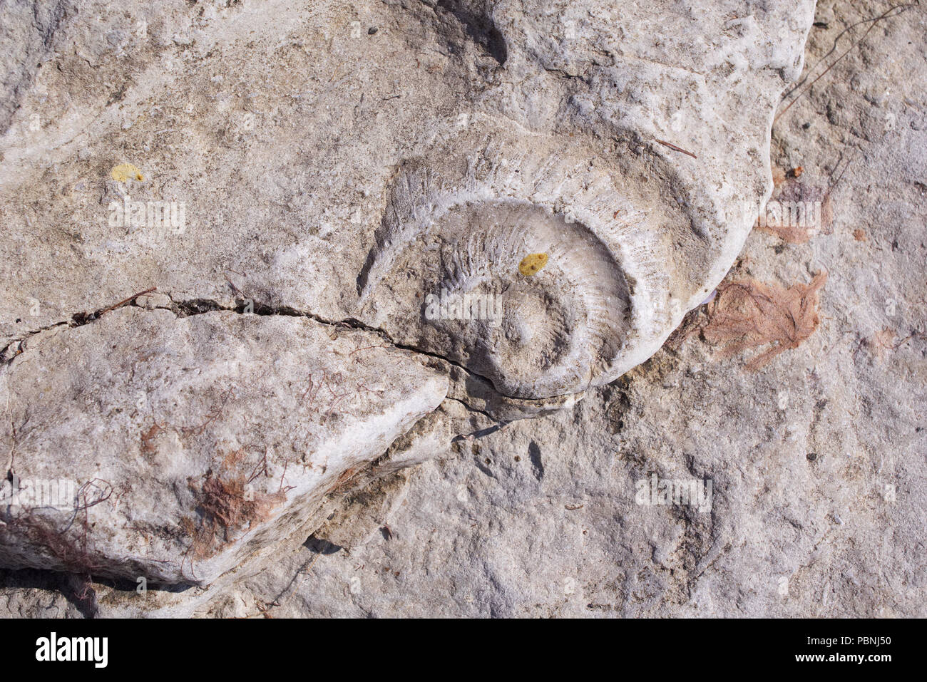 Limestone fossils on the  Island Vormsi, Läänemaa county, Estonia Stock Photo