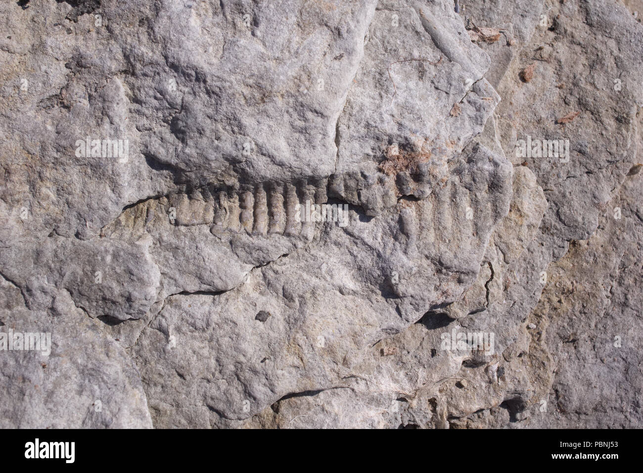 Fossils Limestone Stock Photos & Fossils Limestone Stock 